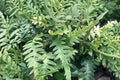 Fern Plant - 3.5" Potted Dragon’s Tail Fern (Asplenium ebenoides) Rare Hardy Shade Evergreen Woodland Plant