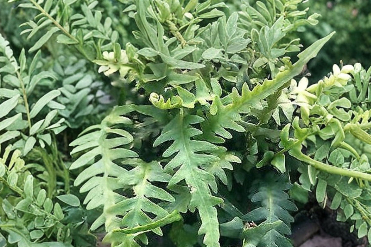 Fern Plant - 3.5" Potted Dragon’s Tail Fern (Asplenium ebenoides) Rare Hardy Shade Evergreen Woodland Plant