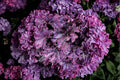 Heuchera 'Forever Purple' Live Plant – Evergreen Shade Perennial with Deep Purple Foliage – 4.5" Plug or 1 Gallon Container