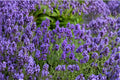 Sweet Romance Lavender Plant – English Lavender Live Herb – Fragrant Purple Blooms – Lavandula angustifolia