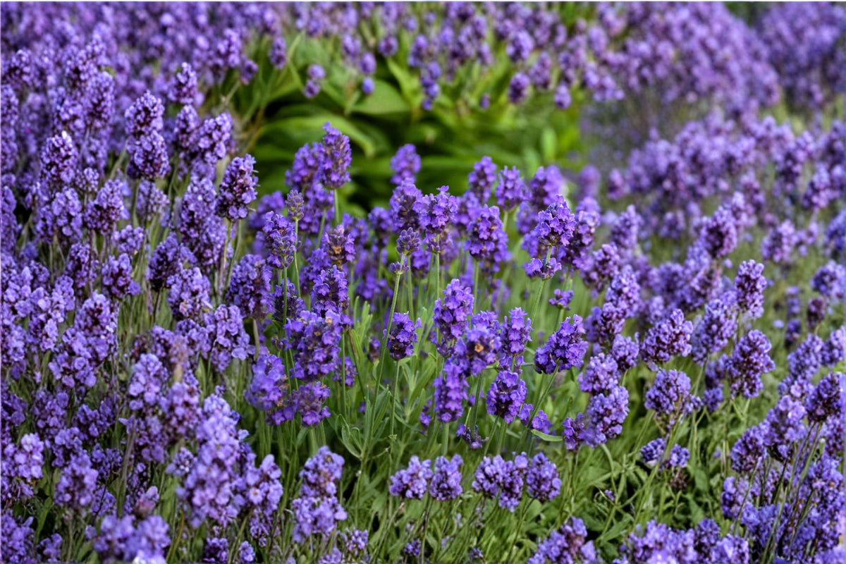 Sweet Romance Lavender Plant – English Lavender Live Herb – Fragrant Purple Blooms – Lavandula angustifolia