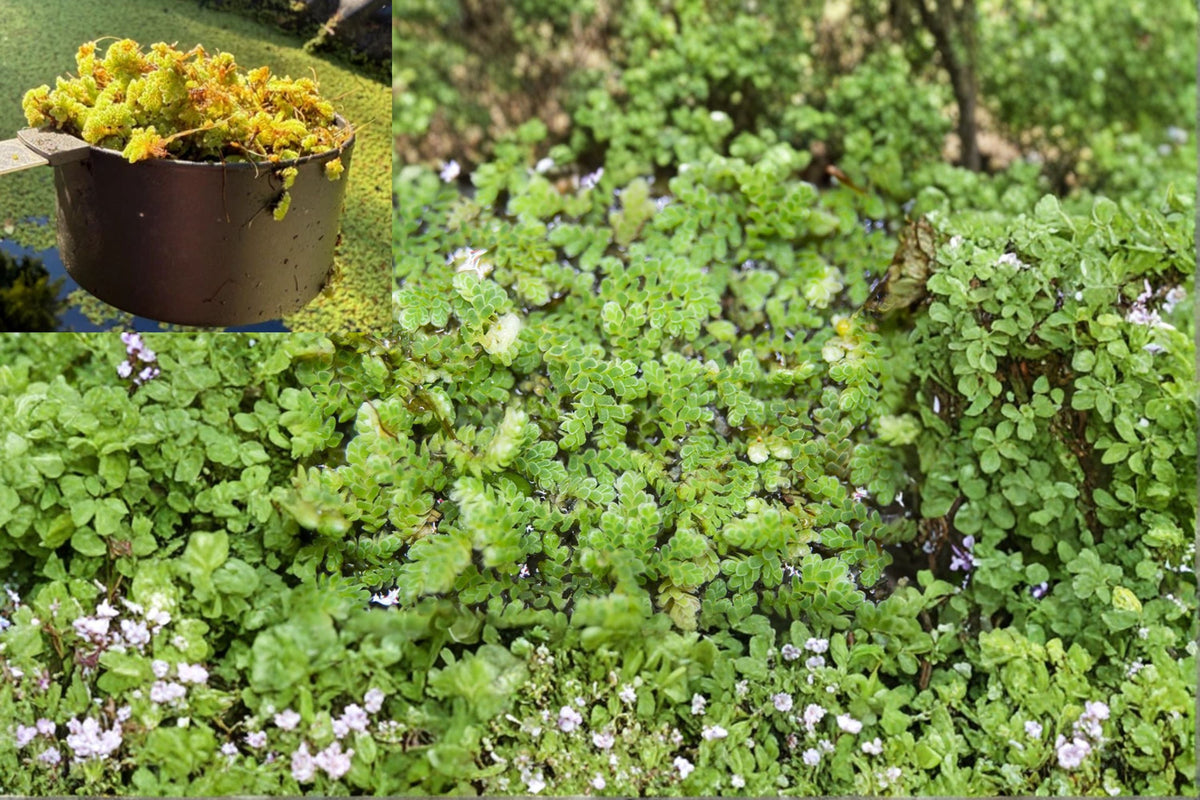 Floating Aquarium Plant Azolla Mosquito Fern Live Water Velvet Fairy Moss – Fast Growing, Natural Water Filter, 1 Cup