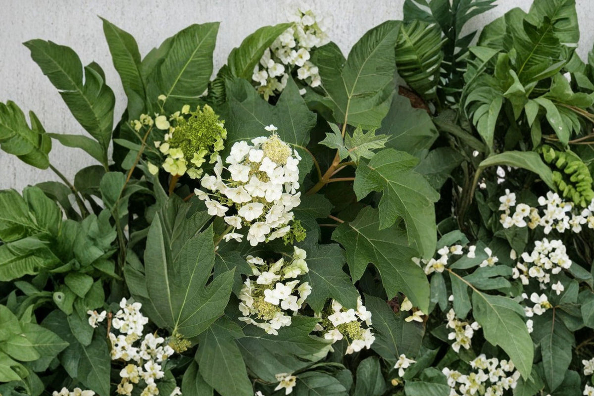 Dwarf Oakleaf Hydrangea Shrub – White to Pink Blooms – Hydrangea quercifolia ‘Munchkin’ – Shade Garden Plant, 1 Gallon