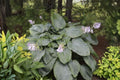 Giant Hosta Bareroot Plant – Empress Wu Variety – Shade Perennial with Large Blue-Green Foliage – Proven Winners Plantain Lily