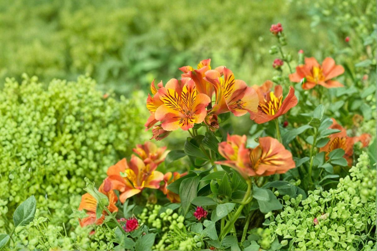 Alstroemeria Princess Diana Live Plant – Dwarf Peruvian Lily with Yellow, Pink, Burgundy Flowers – 1 Gallon Container