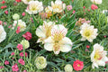 Alstroemeria 'Colorita Claressa' White Peruvian Lily Dwarf Live Plant 1 Gallon for Garden, Container, Cut Flowers