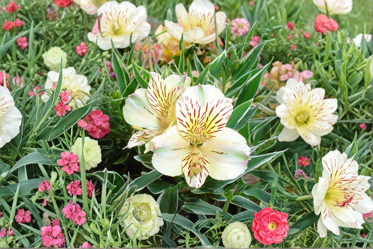 Alstroemeria 'Colorita Claressa' White Peruvian Lily Dwarf Live Plant 1 Gallon for Garden, Container, Cut Flowers