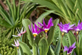 Shooting Star Plant (Dodecatheon pulchellum) - Native Wildflower Perennial for Shade Gardens - Spring Ephemeral Bareroot or Potted