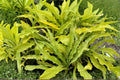 Mini Yellow Hosta ‘Curly Fries’ – Ruffled Leaf Perennial, Shade Plant, Bareroot or Potted, Herbaceous, 6–16 Inches