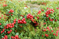 Lingonberry Plant 'Red Candy' – Edible Berry, Evergreen Ground Cover, Vaccinium vitis-idaea, Cold Hardy Shrub, 4.5" Pot