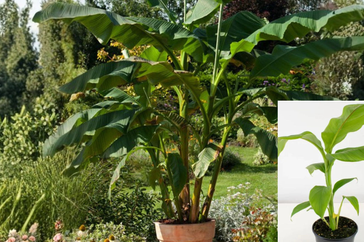 Musa Basjoo Banana Plant – Cold Hardy Tropical Outdoor Plant – Live Rooted Banana Tree – Fast Growing Garden Foliage