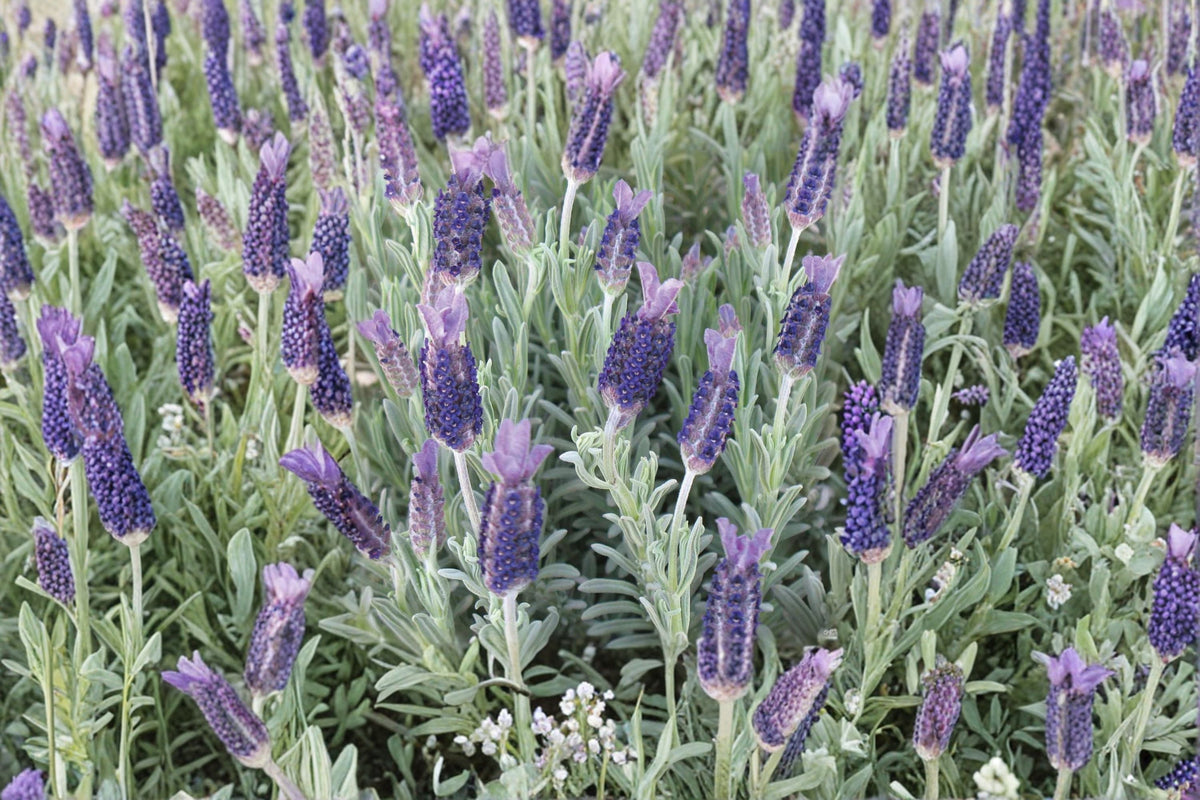White Spanish Lavender ‘Anouk’ – Rabbit Ears Lavender – Lavandula stoechas – Live Plant in 1 Gallon Pot