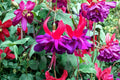 Hardy Fuchsia Plant, Double Purple Red Flowers, 1 Gallon Live Plant, Hummingbird Attractant, Fuchsia ‘Double Otto’