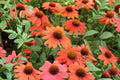 Echinacea PRIMA Saffron Yellow Coneflower - Dwarf Pollinator Perennial - 4.5" Live Plant