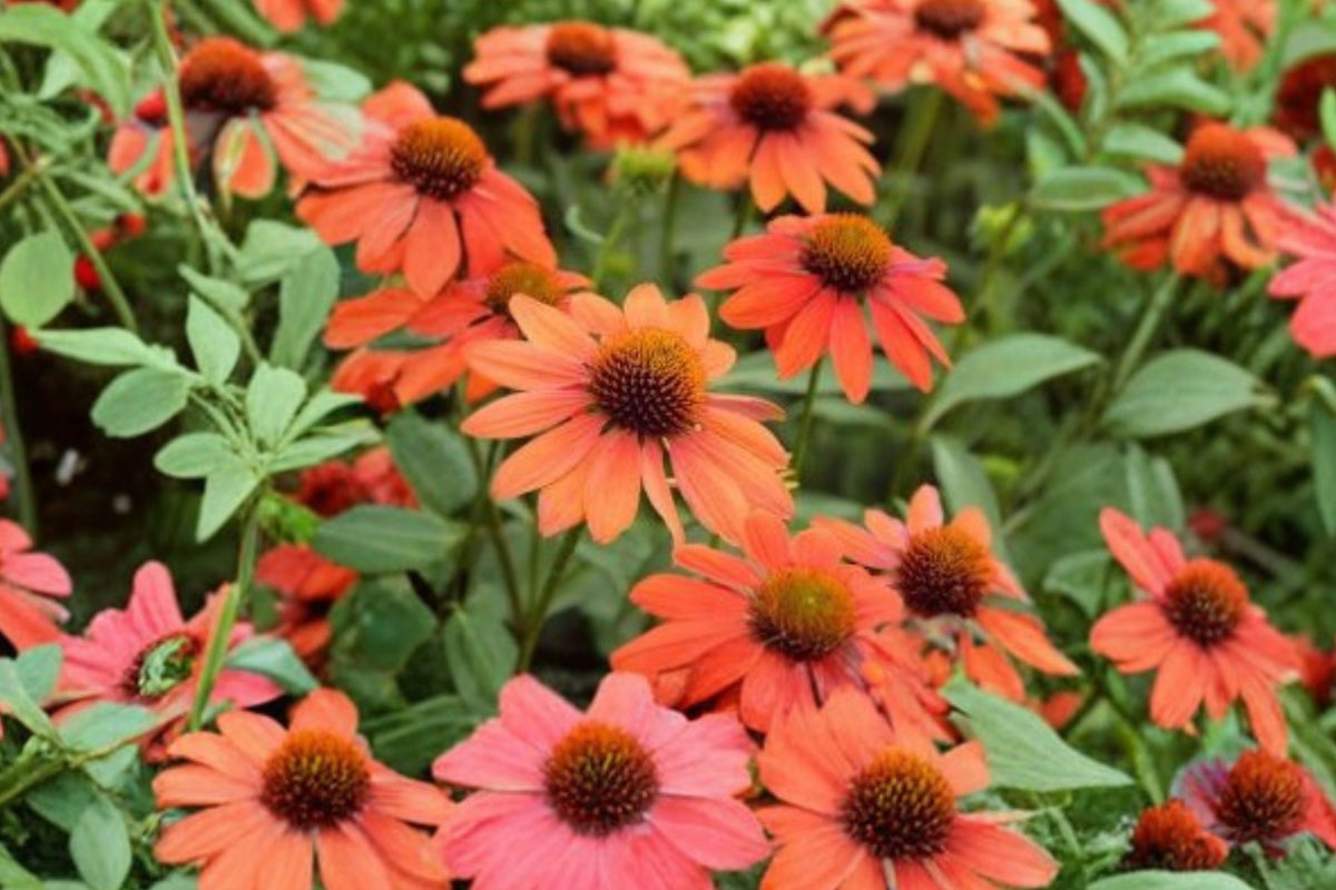Echinacea PRIMA Saffron Yellow Coneflower - Dwarf Pollinator Perennial - 4.5" Live Plant