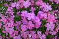 Creeping Phlox 'Eye Candy' Ground Cover Pink Spring Flowers Evergreen Carpet Plant - Phlox subulata