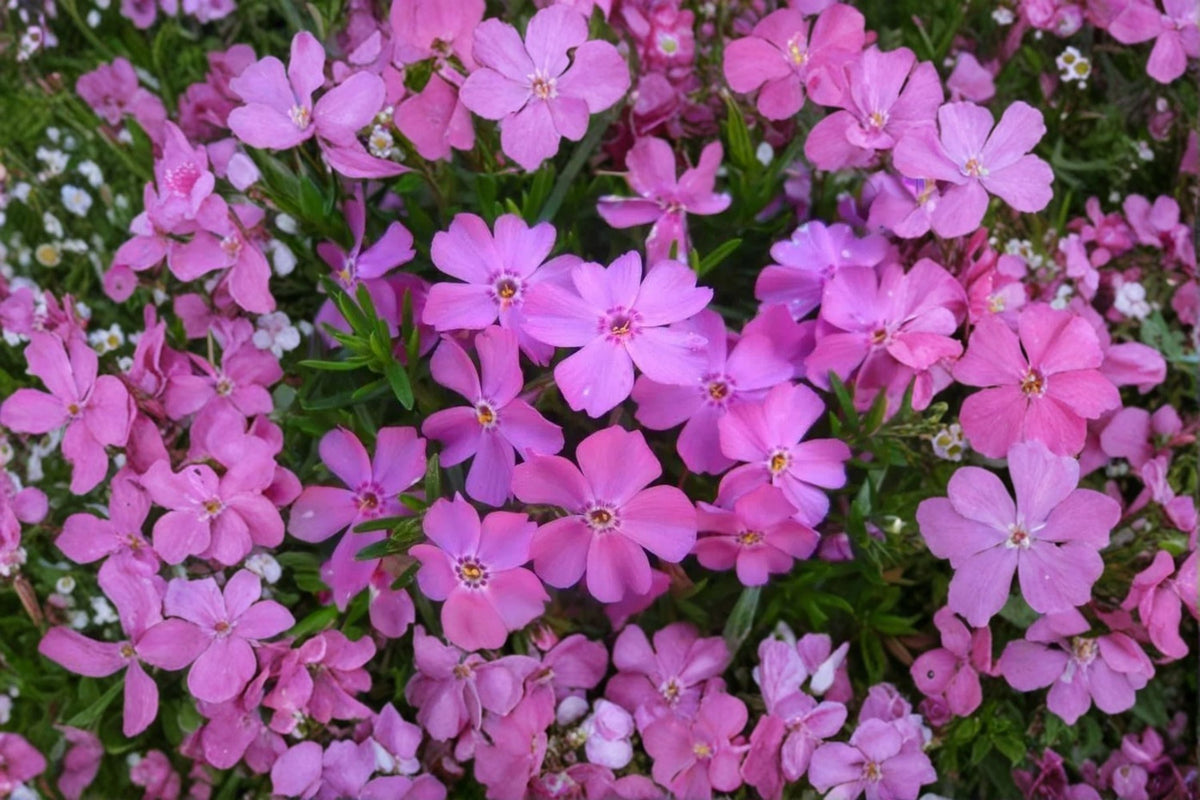 Creeping Phlox 'Eye Candy' Ground Cover Pink Spring Flowers Evergreen Carpet Plant - Phlox subulata