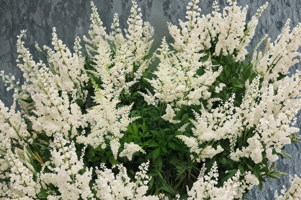 White Astilbe Plant – Shade Perennial Flower – False Goat’s Beard – 4.5” or 1 Gallon Live Plant