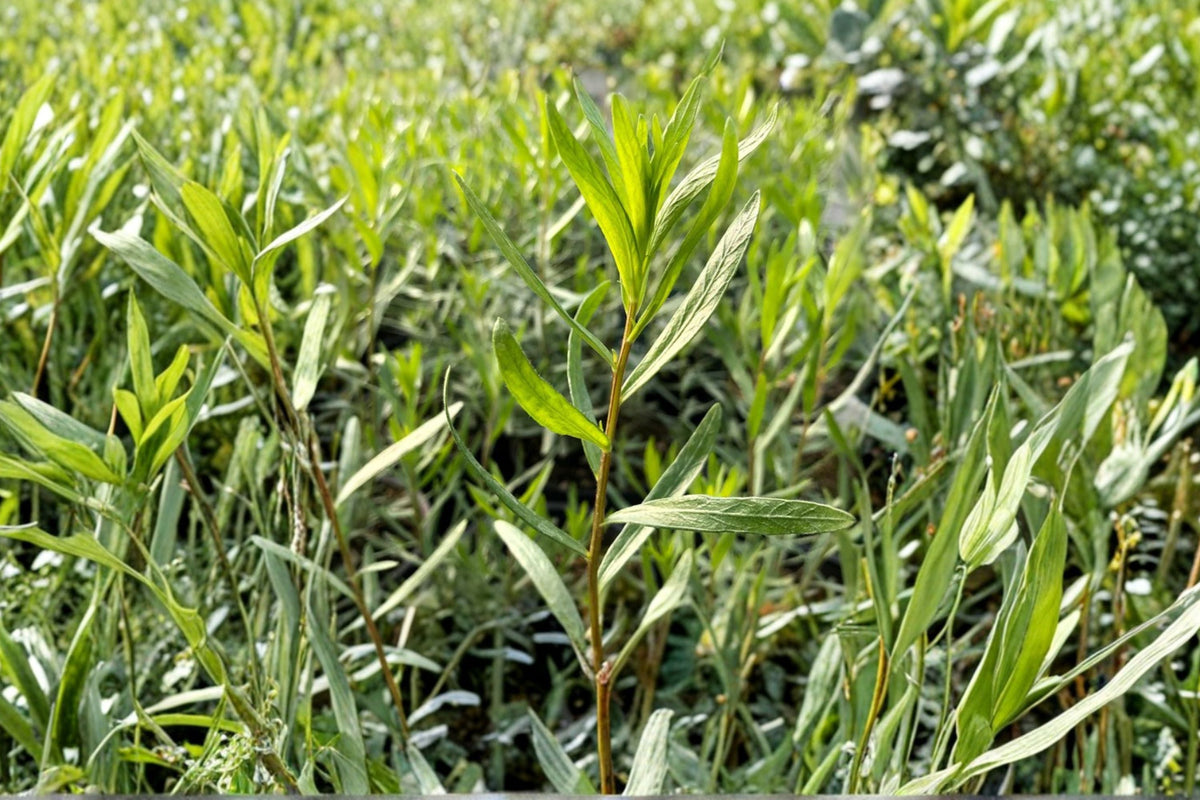 French Tarragon Plant (Artemisia dracunculus ‘Sativa’) – Culinary Herb – Live Herb Garden Plant – French Cooking Essential