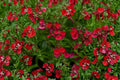 Salvia greggii ‘Mirage Cherry Red’ – Drought Tolerant Perennial Sage Live Plant in 4.5” Pot, Red Hummingbird Plant, Pollinator Magnet