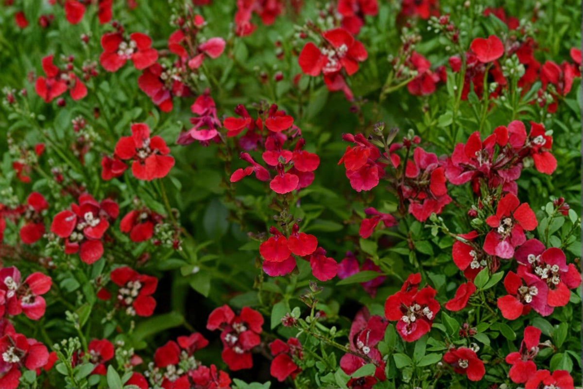 Salvia greggii ‘Mirage Cherry Red’ – Drought Tolerant Perennial Sage Live Plant in 4.5” Pot, Red Hummingbird Plant, Pollinator Magnet