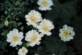 Scabiosa Fama White Pincushion Flower Live Perennial Plant 1 Gallon Cut Flower Wedding Garden Pollinator-Friendly