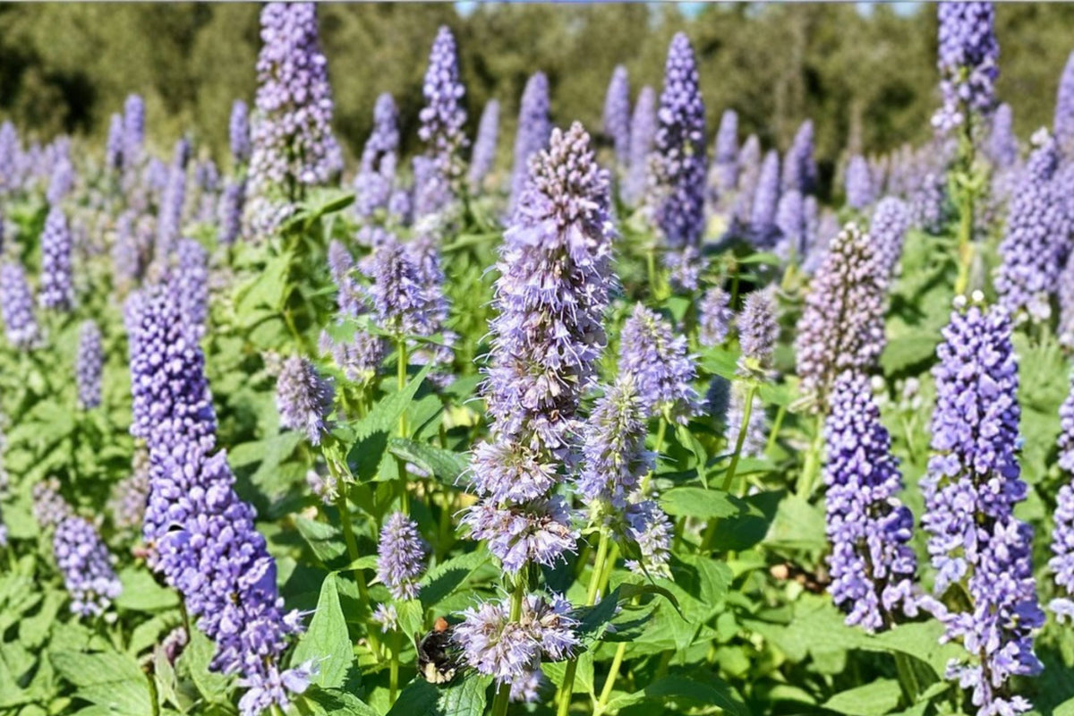 Agastache ‘Astello Indigo’ Hummingbird Mint Perennial 3.5” Pot Blue Pollinator Plant Drought Tolerant