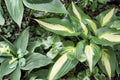 Hosta ‘Ann Kulpa’ Variegated Shade Perennial – Large Leaf Bareroot Plant for Garden, USDA Zones 3-9