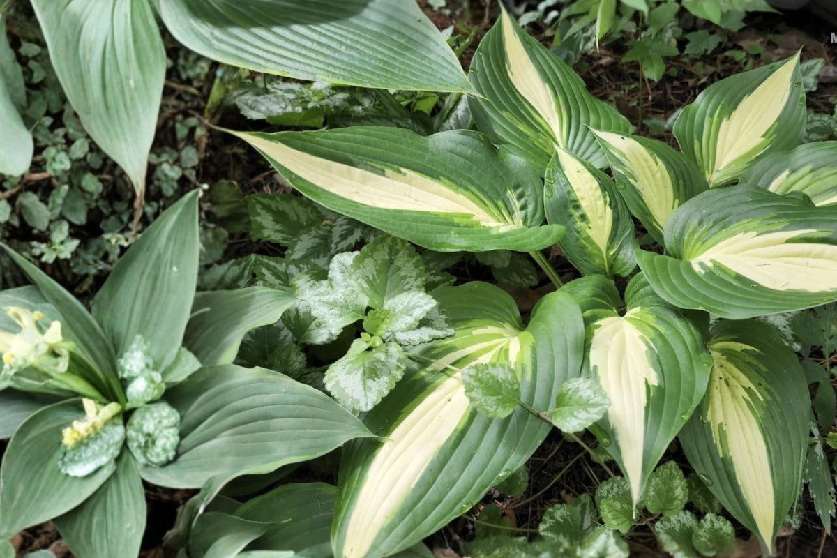 Hosta ‘Ann Kulpa’ Variegated Shade Perennial – Large Leaf Bareroot Plant for Garden, USDA Zones 3-9