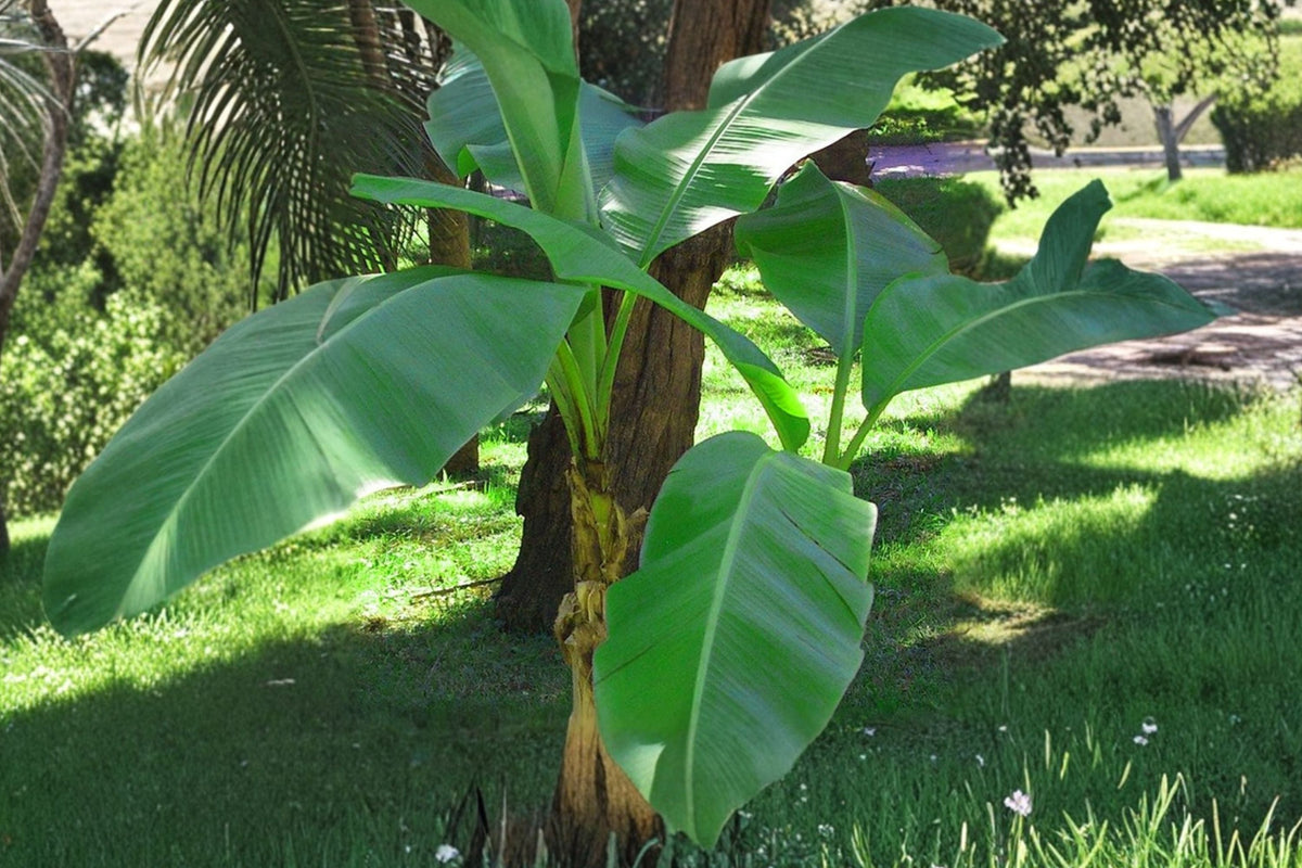 Musa Basjoo Banana Tree Live Plant – Cold Hardy Tropical Foliage – Fast Growing Outdoor Garden Plant – Zone 5–10