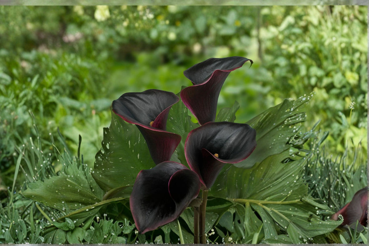 Black Calla Lily Bulb – Deep Purple Zantedeschia ‘Captain Beretta’ – Exotic Flower for Garden & Container