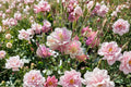 Aquilegia ‘Winky Double Rose-White’ Double Columbine Plant, Pink & White Shade Perennial, Live 4” Pot