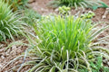 Lemongrass Plant – Live Culinary Herb in 3.5" Pot – Cymbopogon citratus – Mosquito Repellent & Tea Herb