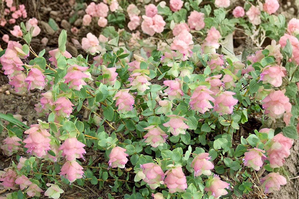 Origanum Kirigami Cascading Ornamental Oregano - Trailing Hanging Basket Plant - Drought Tolerant Perennial - Pollinator Friendly