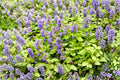 Nepeta ‘Little Titch’ Dwarf Blue Flowering Perennial – Pollinator, Drought Tolerant, Deer Resistant Herbaceous Plant