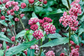 Asclepias Cinderella Swamp Milkweed Plant - Pink Fragrant Perennial for Monarch Butterfly Habitat & Pollinator Garden