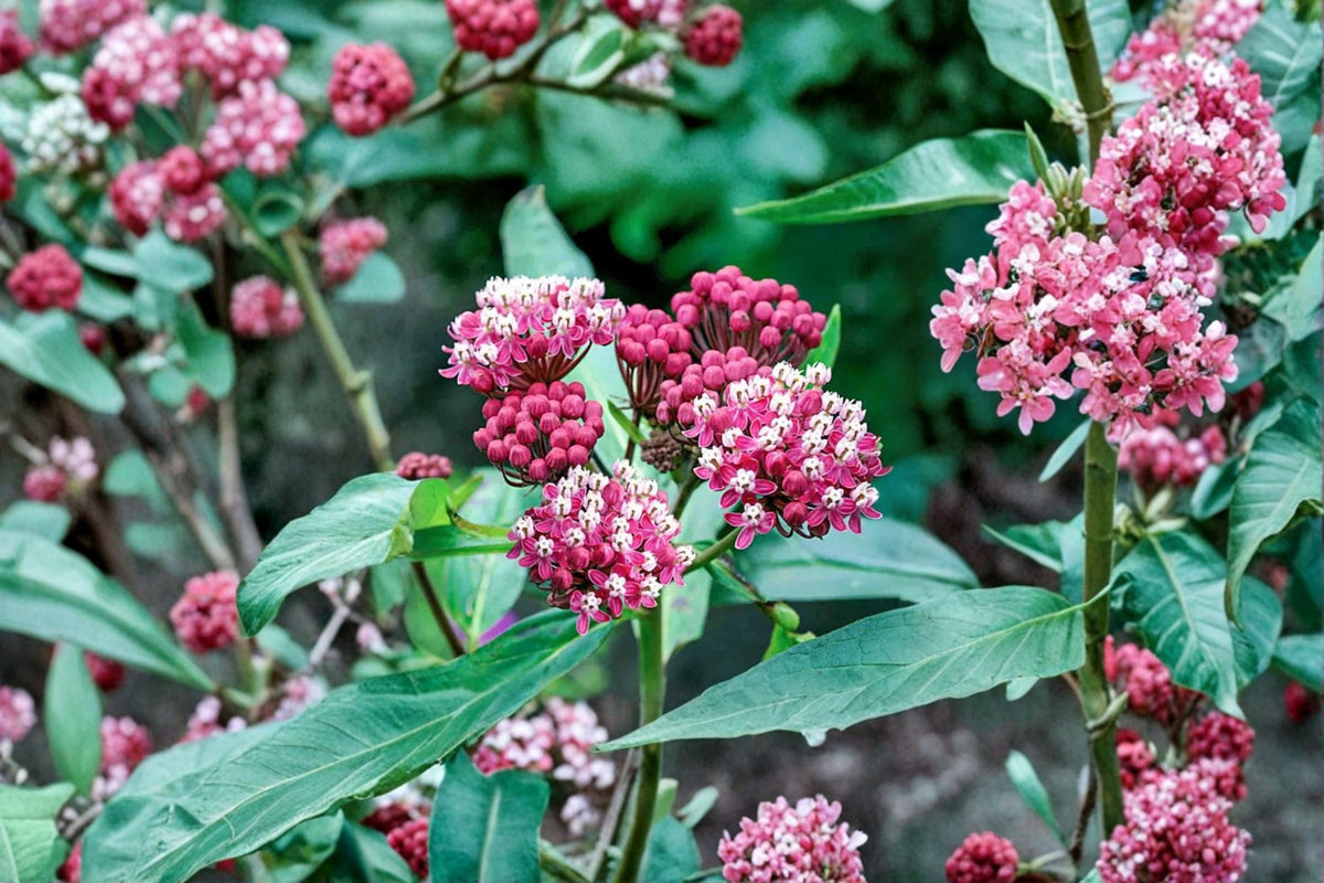 Asclepias Cinderella Swamp Milkweed Plant - Pink Fragrant Perennial for Monarch Butterfly Habitat & Pollinator Garden
