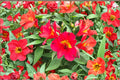 Alstroemeria Summer Heat Tall Peruvian Lily Live Plant, Red Yellow Blooms, Long Blooming, Cut Flower Garden, 1 Gallon Pot