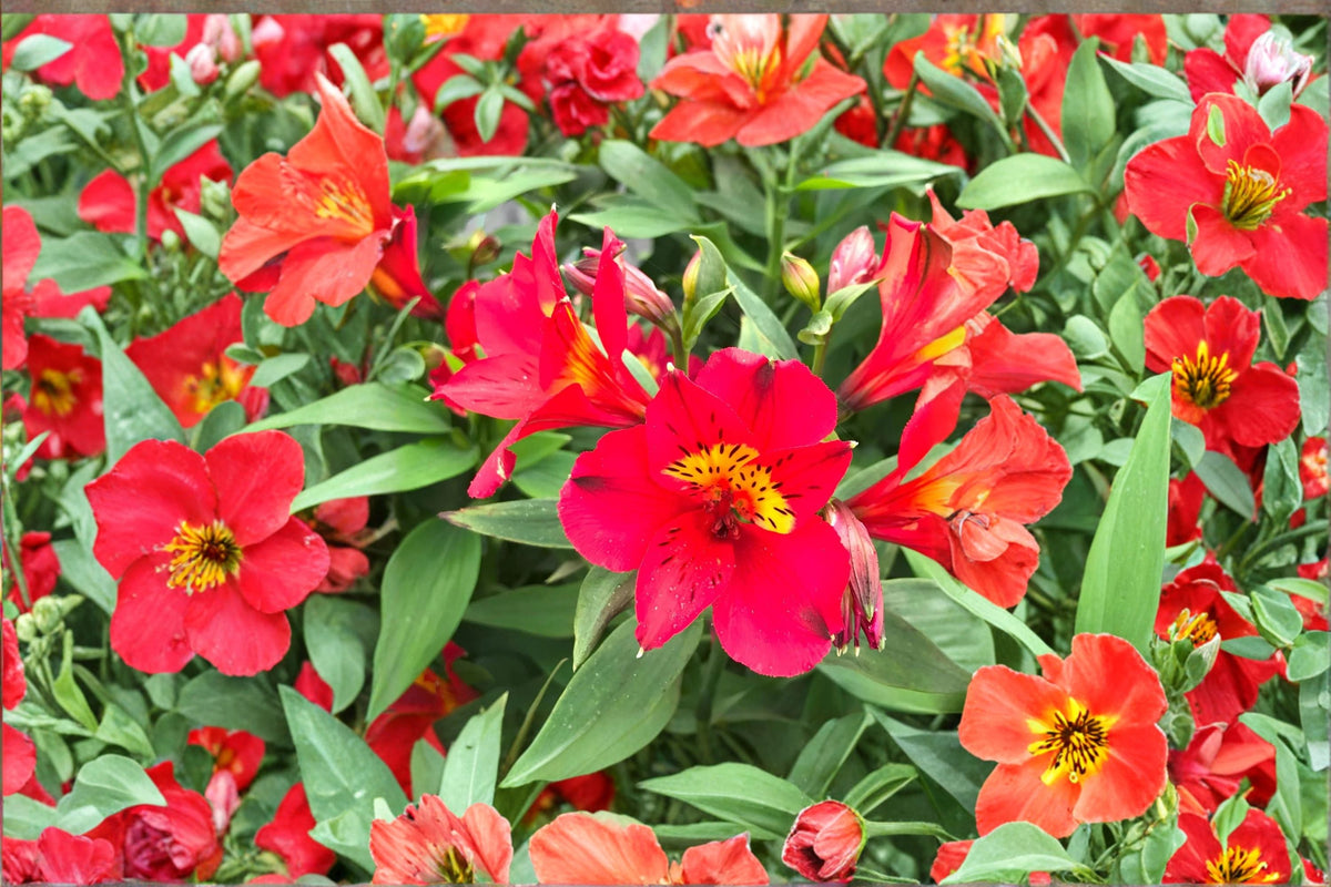 Alstroemeria Summer Heat Tall Peruvian Lily Live Plant, Red Yellow Blooms, Long Blooming, Cut Flower Garden, 1 Gallon Pot