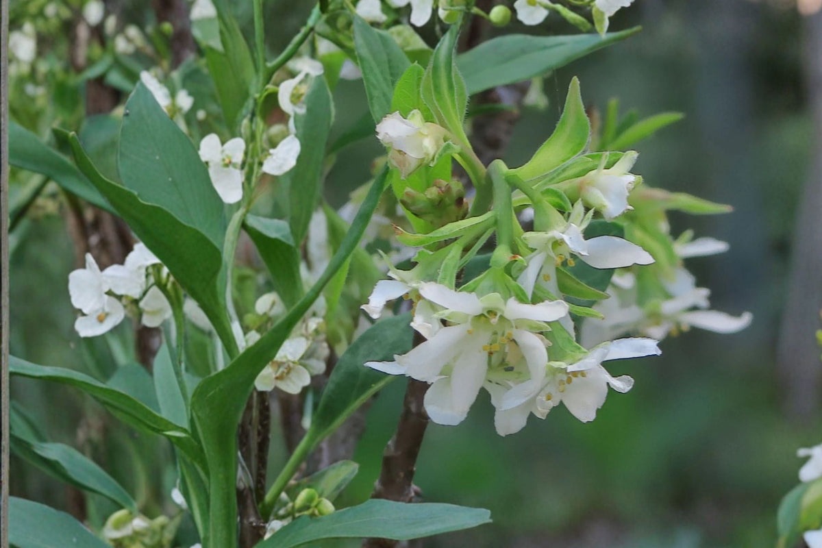Oemleria cerasiformis Indian Plum Shrub 1 Gallon Native Edible Fruit Pollinator Wildlife Garden