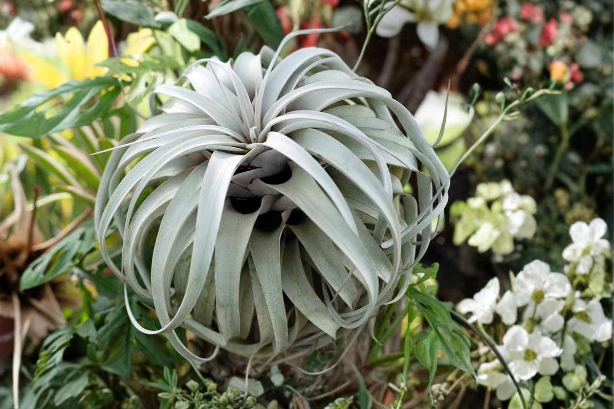 Giant Tillandsia Air Plants Pack of 2 – Large Live Indoor Tropical Houseplants – No Soil, Easy Care, Decorative Air Plants