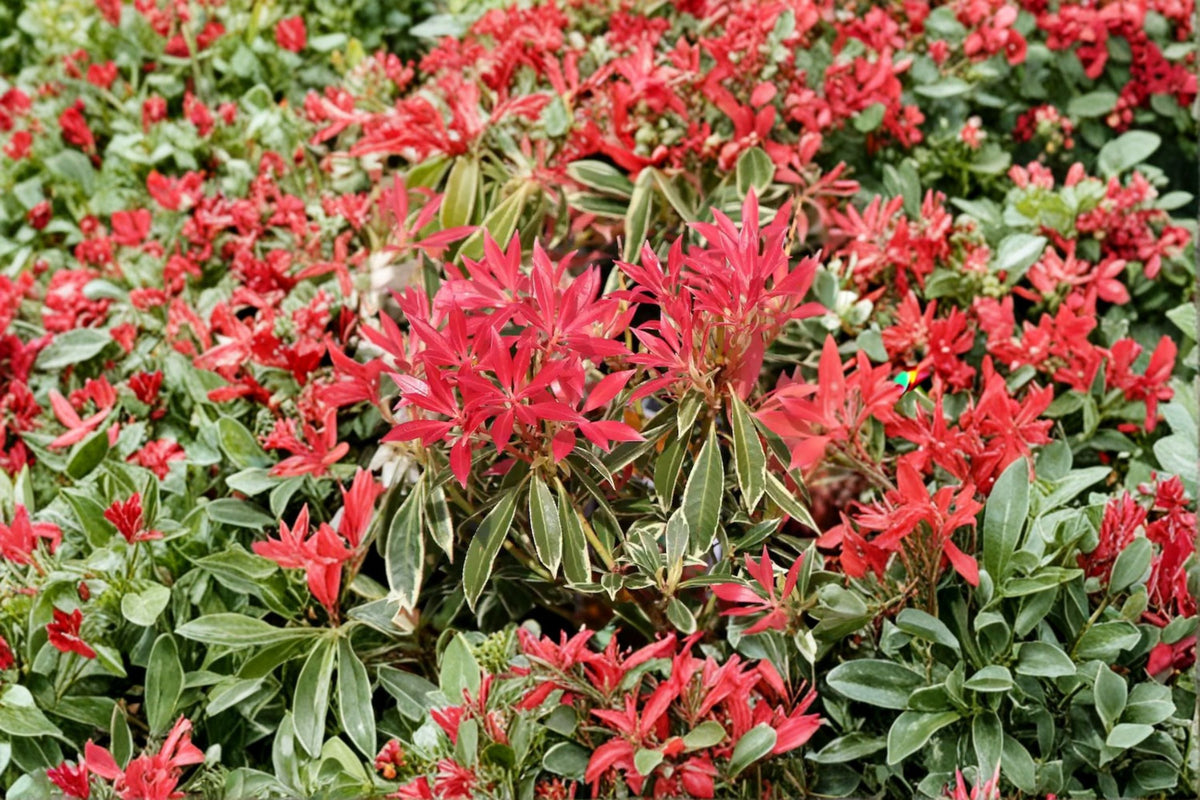 Pieris japonica ‘Flaming Silver’ – Variegated Evergreen Shrub with Red New Growth – 1 Gallon Live Plant for Shade Gardens