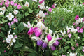 Hardy Fuchsia Plant 1 Gallon Checkerboard Red & White Flowers Hummingbird Garden Perennial
