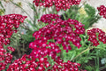 Achillea Summerwine Yarrow Live Plant – Burgundy Pink Perennial – Drought Tolerant Pollinator Plant – 3.5" Pot