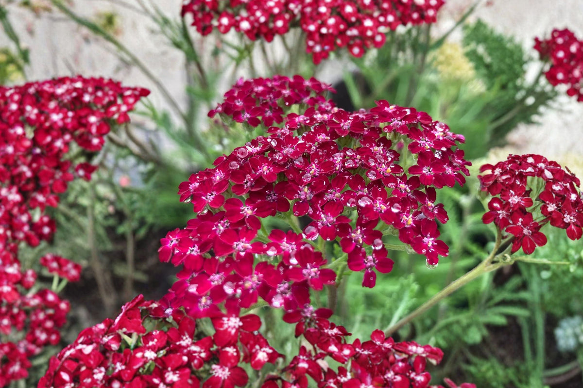 Achillea Summerwine Yarrow Live Plant – Burgundy Pink Perennial – Drought Tolerant Pollinator Plant – 3.5" Pot