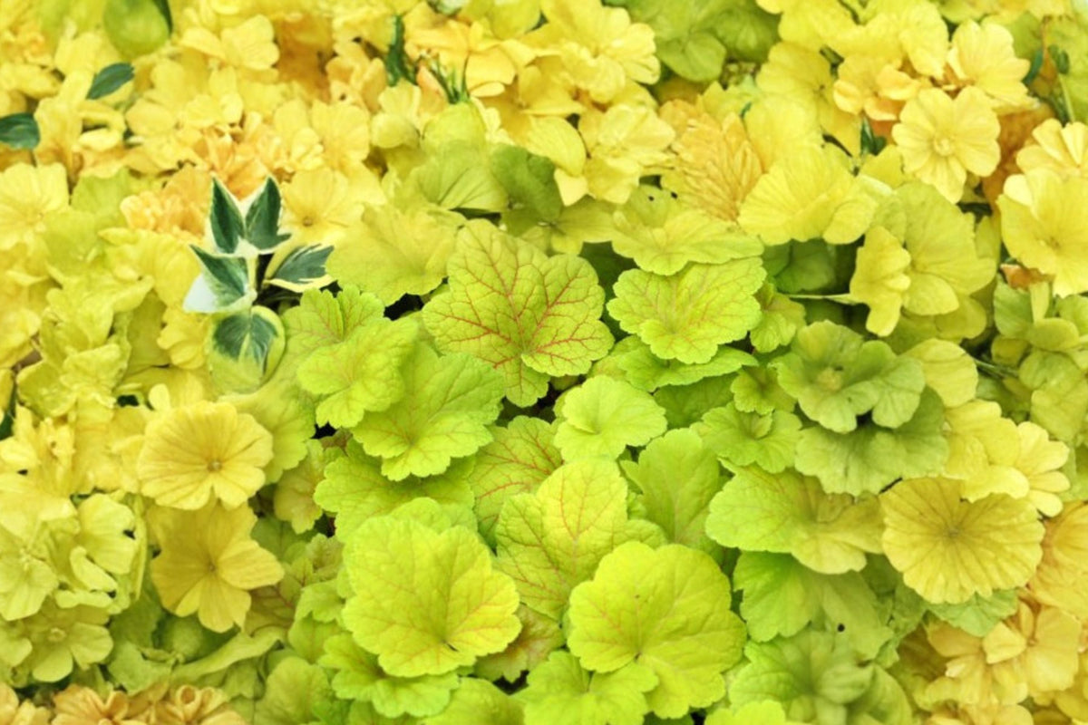 Heuchera 'Electric Lime' Plug – Coral Bells Lime Green Shade Perennial Bright Foliage Plant Starter