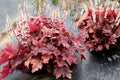 Heucherella Peach Tea Plug – Shade Perennial with Color Changing Foliage – Foamy Bells Hybrid – Starter Plant for Garden & Containers