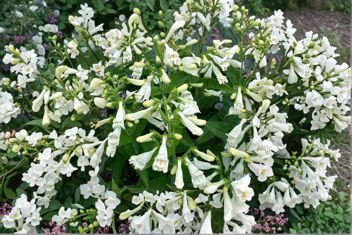 Penstemon ‘NOVA Pearl’ Starter Plant – White Beardtongue Perennial for Pollinator Gardens, Drought Tolerant, Full Sun, Zones 5-9