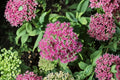 Sedum ‘Cherry Fizz’ Plug – Upright Drought Tolerant Perennial with Pink Fall Blooms – Herbaceous Succulent for Gardens & Containers