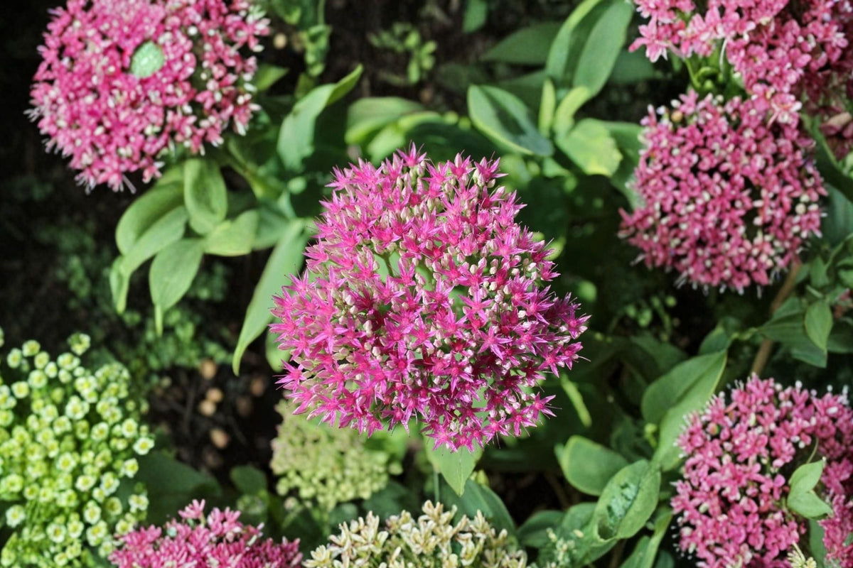Sedum ‘Cherry Fizz’ Plug – Upright Drought Tolerant Perennial with Pink Fall Blooms – Herbaceous Succulent for Gardens & Containers